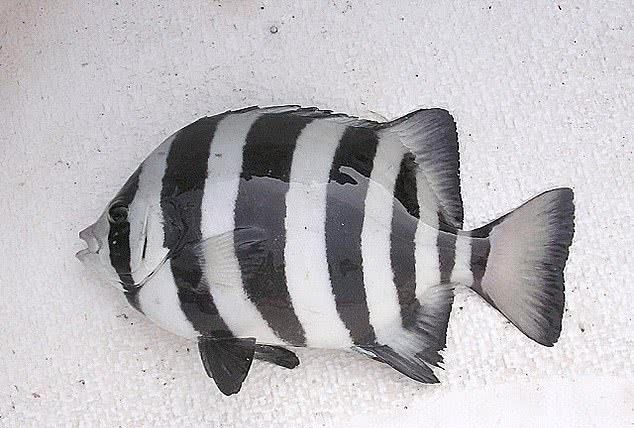 小型黑白条纹的鱼图片