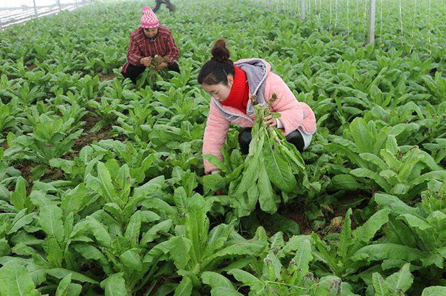 蔬菜种植户注意啦,2019年种啥能挣钱?需要了解的蔬菜走势来了