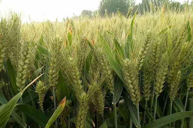 超高产的小麦新品面市!矮杆,大穗,最高亩产量达819.5公斤