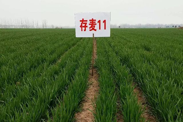 超高产的小麦新品面市!矮杆,大穗,最高亩产量达819.5公斤