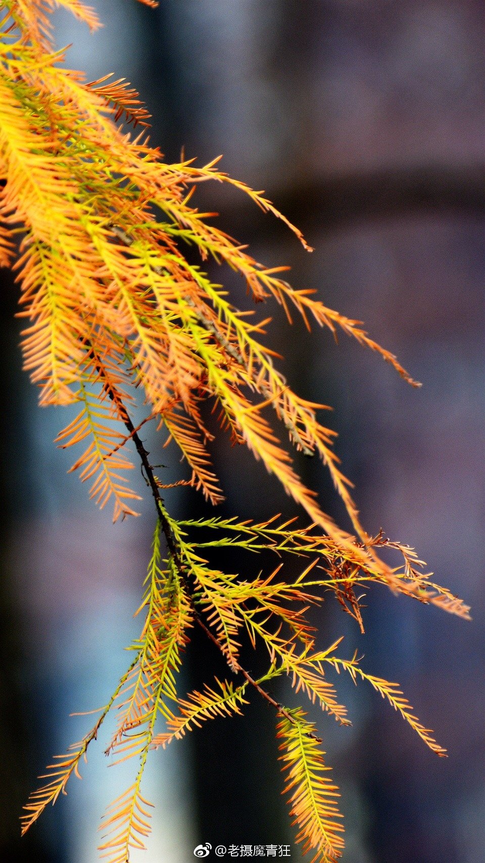 水杉是落叶乔木,一般可高达30~40米,树干笔直挺拔,小枝下垂