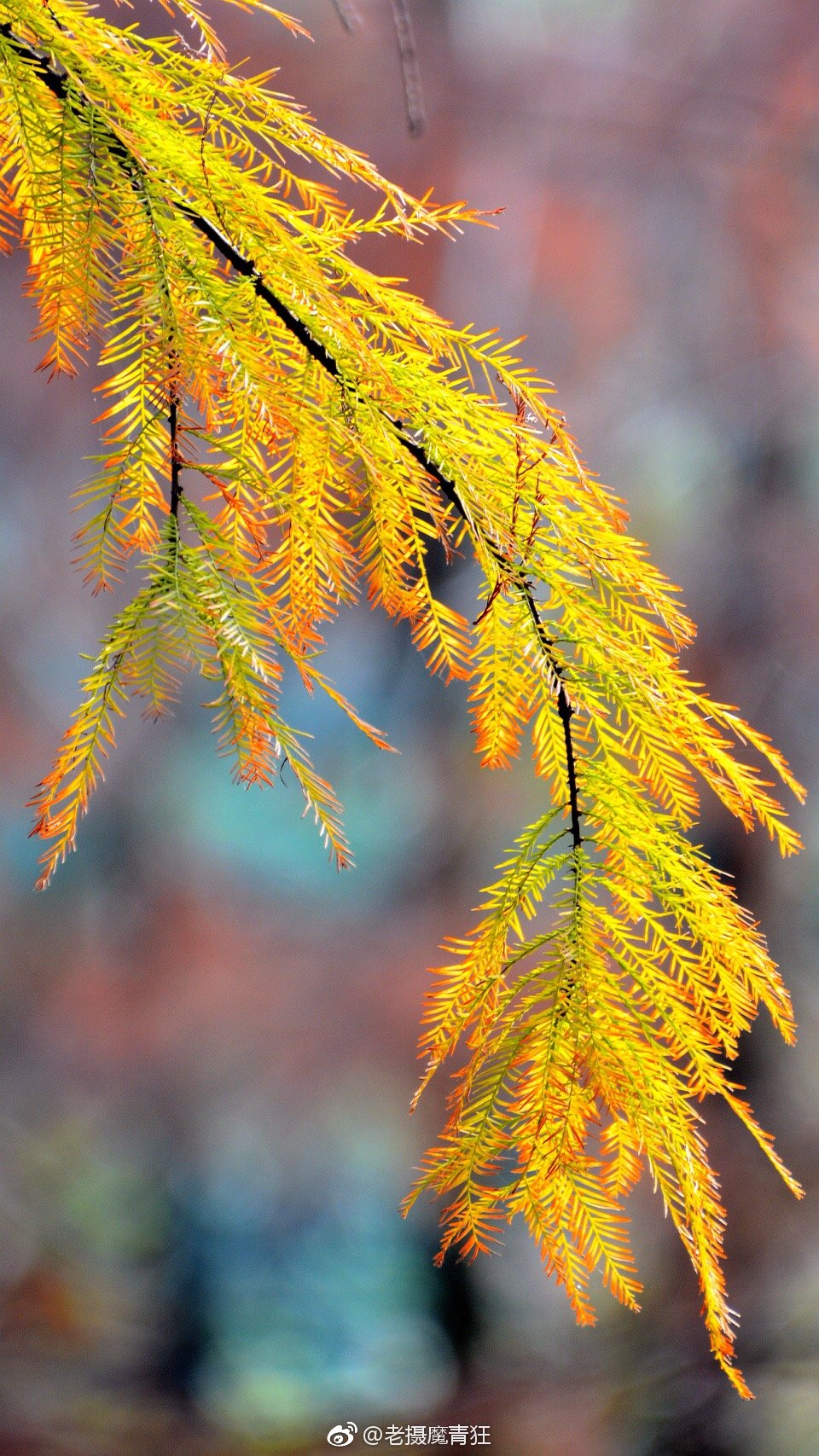 水杉是落叶乔木,一般可高达30~40米,树干笔直挺拔,小枝下垂