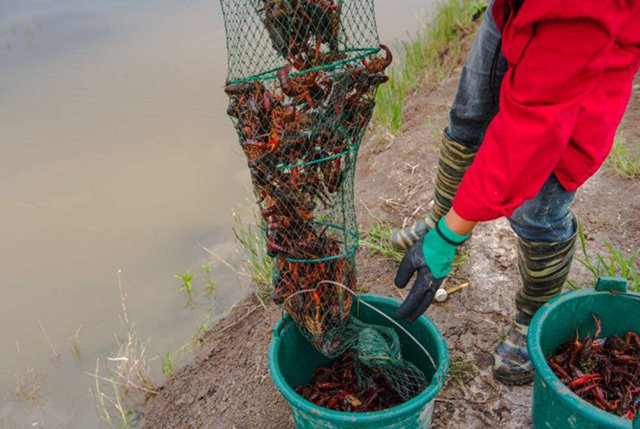 关注小龙虾养殖池的ph值,能让您的产量翻倍,以前都忽略了
