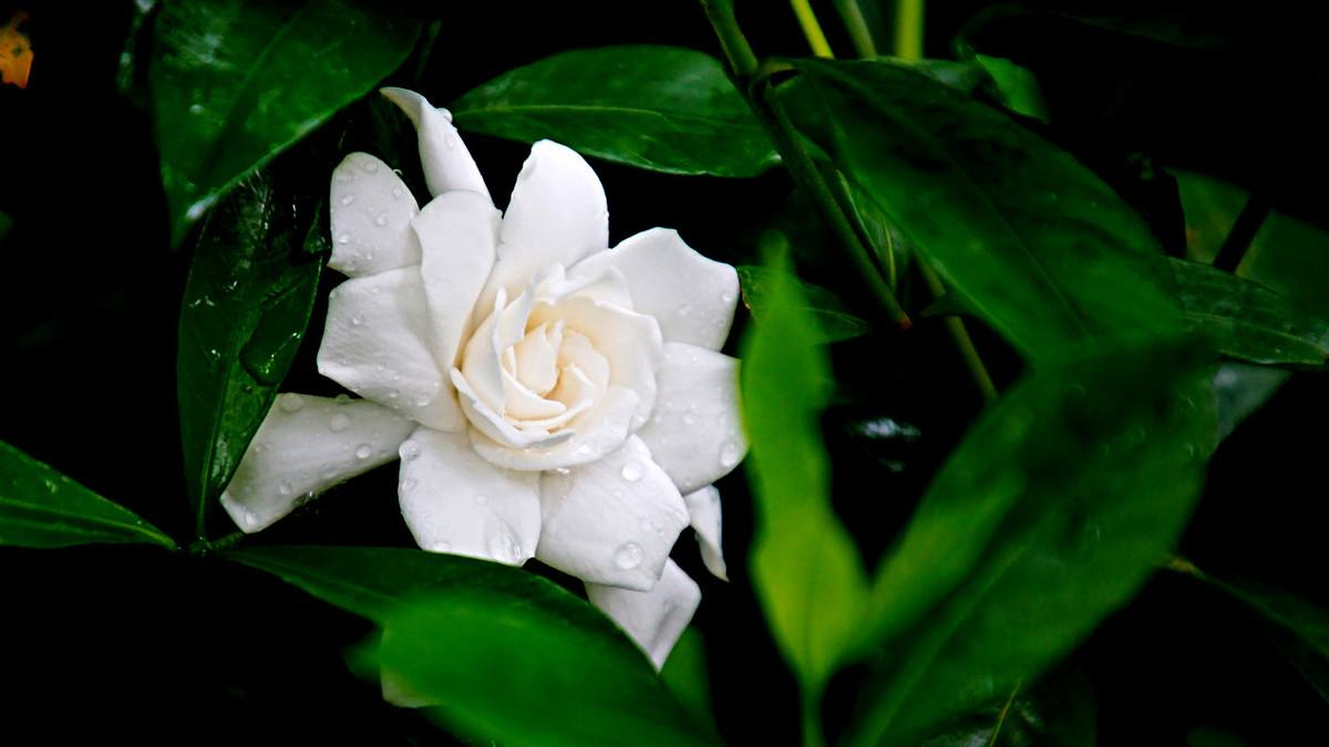 雪魄冰花凉气清,曲阑深处艳精神