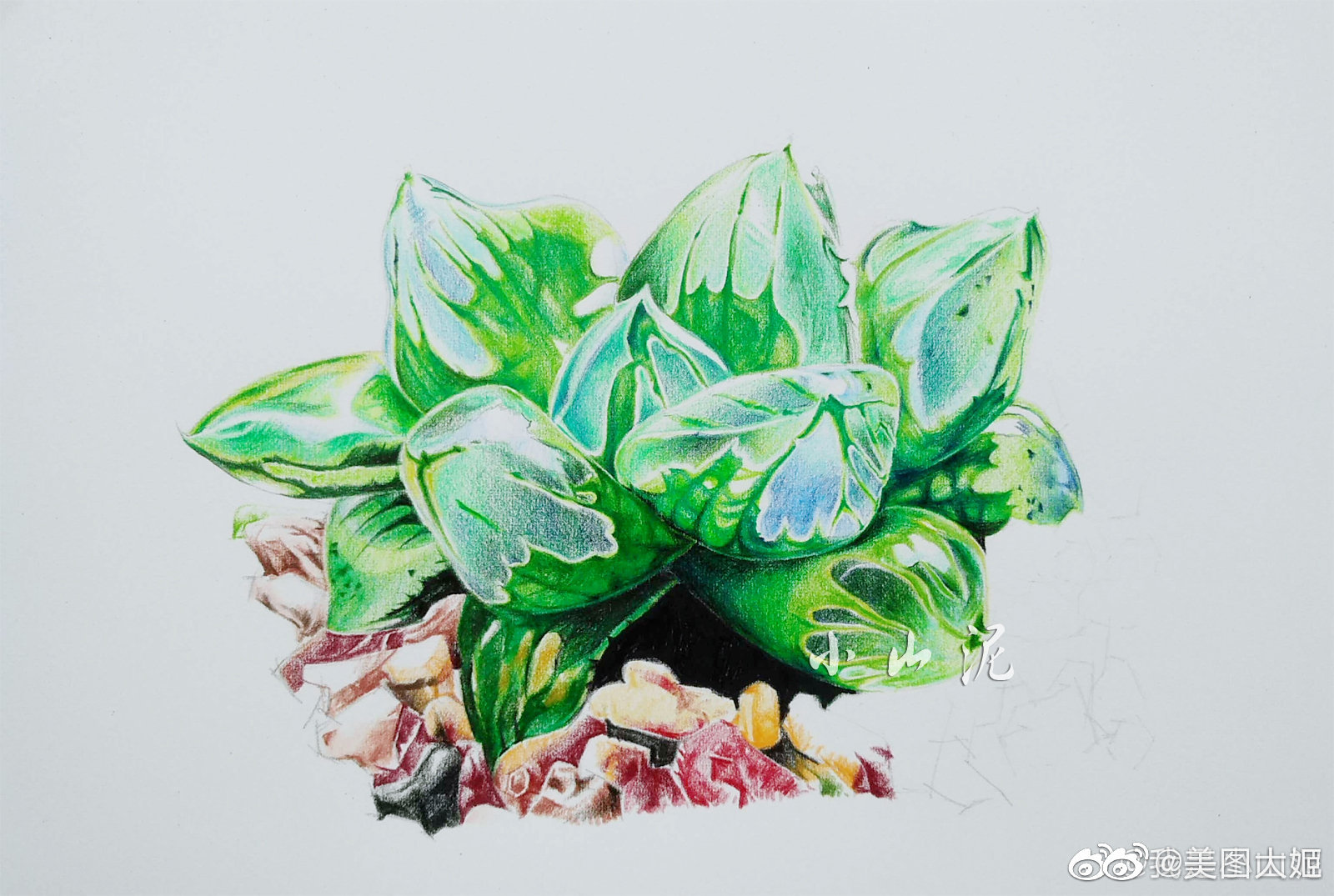 彩铅画手绘作品多肉植物作者我是小山泥