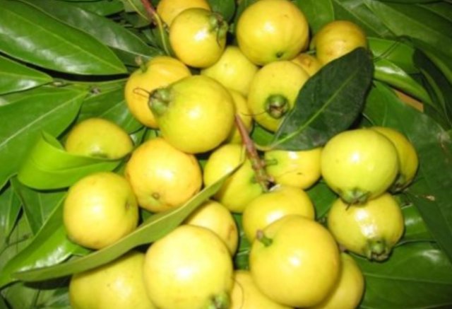 水蒲桃果是天然的解热剂,带有独特的香味,曾是农村娃的儿时零食