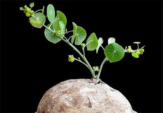 这个植物被人称作山乌龟可净化空气和驱蚊如今价值珍贵