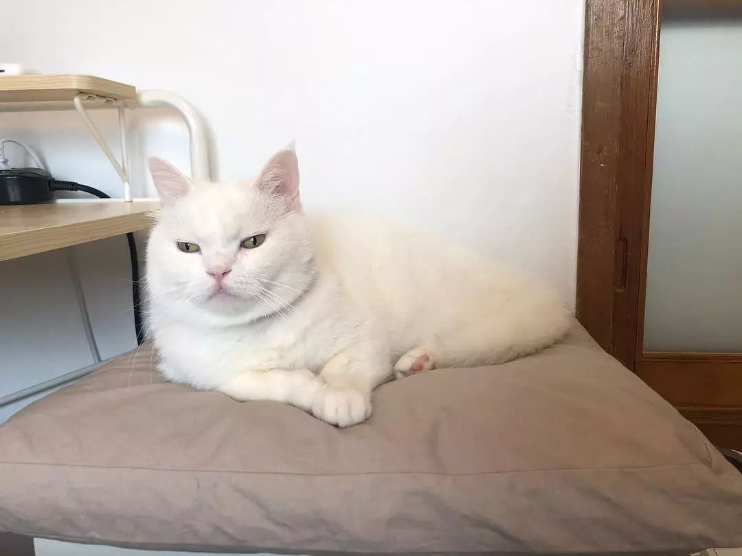 一只永远表情凝重的喵星人:眉头一皱发现事情并不简单