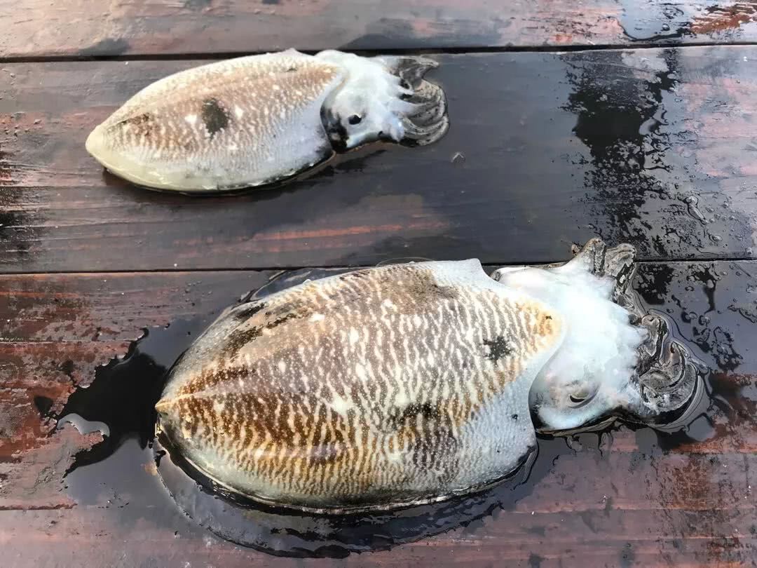 全身没有骨头的鱼,游泳时速度可达54公里,每年的捕捞量极大