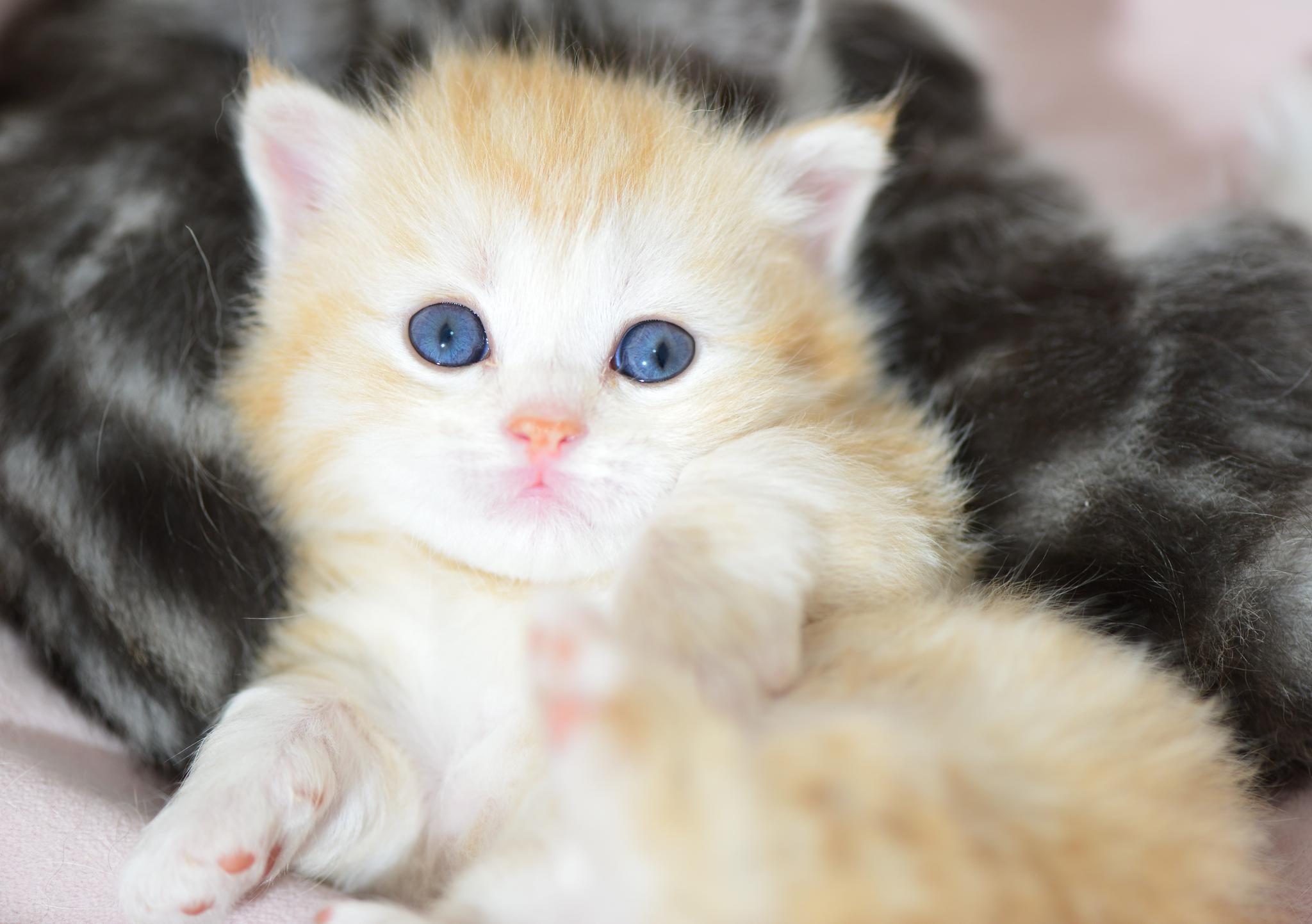一坨奶黄色小橘猫,图二超委屈在向妈妈告状