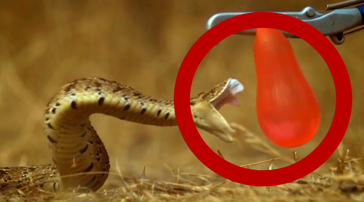 慢镜头记录蛇捕猎,张开嘴的那一刻,让人不寒而栗