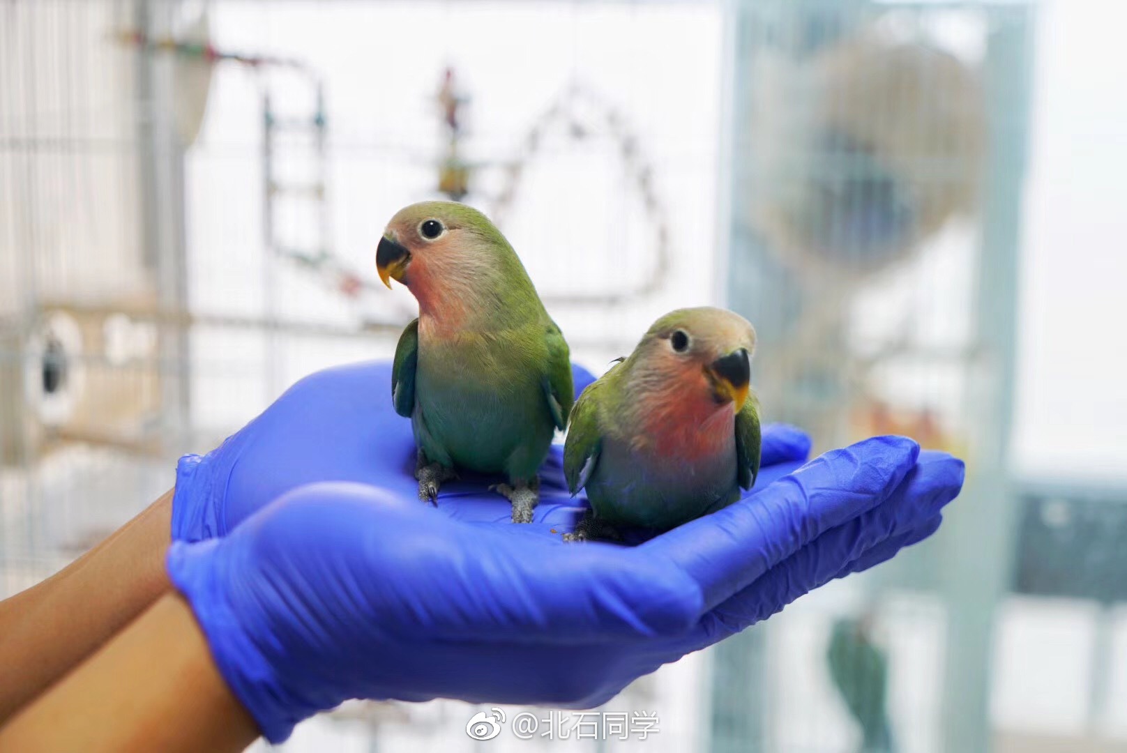 鹦鹉漆和普通漆的区别  大奔GLE400补原厂鹦鹉漆多少钱