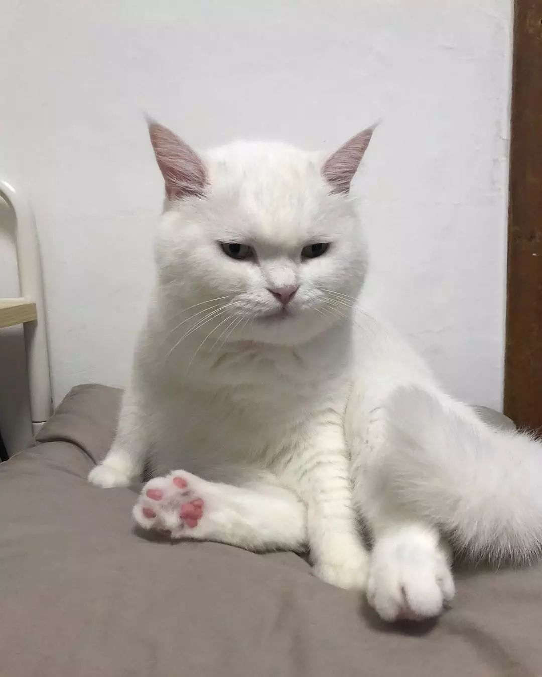 一只永远表情凝重的喵星人:眉头一皱发现事情并不简单