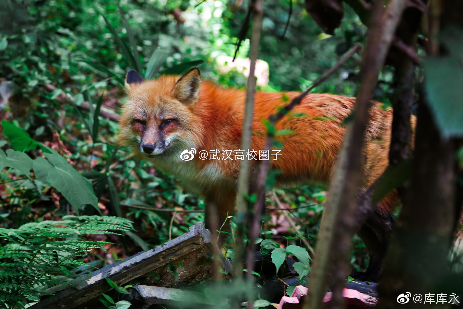 网友在珞珈山偶遇武大网红狐狸珞珞 真有灵性