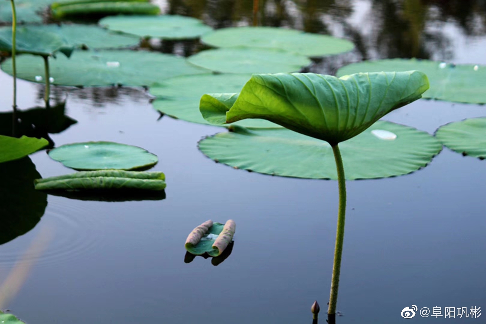 初夏的荷叶@阜阳热线荷风 拍摄