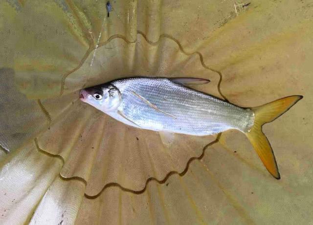 嘴巴小尾巴黄,3两重的冲劲不亚于1斤重的鲤鱼,这鱼该如何垂钓