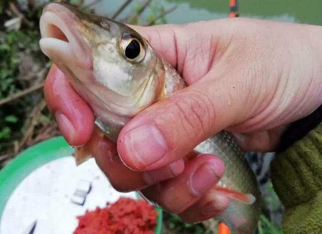 这鱼体态修长,头尖嘴唇肥厚,黑龙江本地人叫它"虫虫鱼"