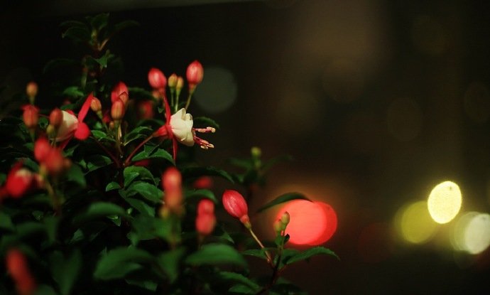 满天星碎无寻处 一夜花开有梦时 晚安