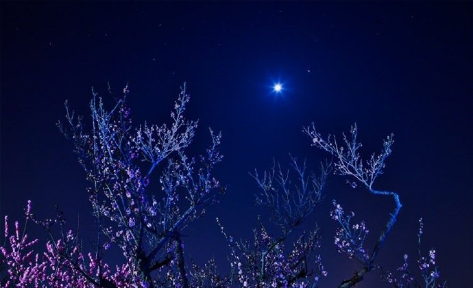 如此好花如此月，莫将花月作寻常。晚安|花月|晚安_新浪新闻
