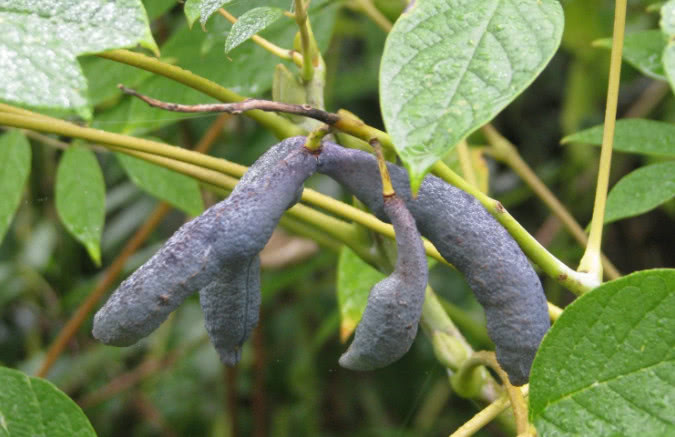 果实|八月瓜|舅妈_新浪网