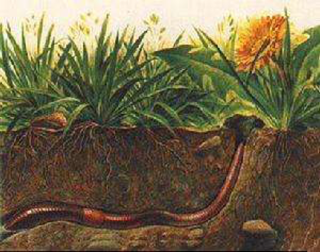 古人说冬至蚯蚓结,葭灰动.蚯蚓疏通土地,靠触觉感知气候,称为土精.