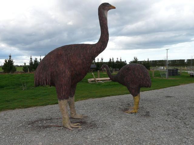 鸵鸟是当今最大鸟类恐鸟比它大很多象鸟更大却还不是最大的