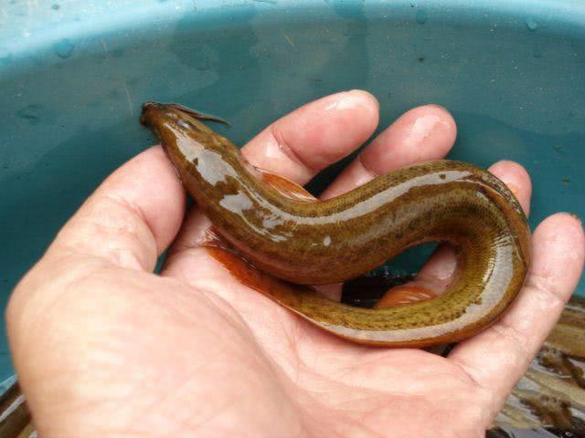 如果不药泥鳅是跟路亚一样环保!比台钓疯狂打窝什么的好的多.