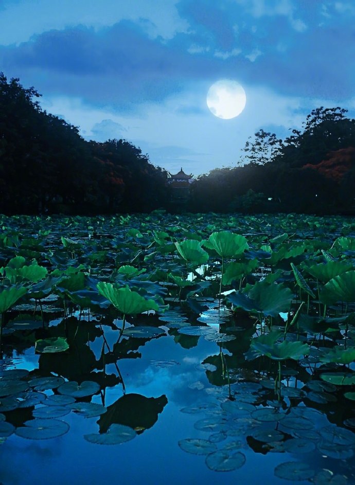 小楫轻舟,梦入芙蓉浦 …晚安|小楫|轻舟|芙蓉_新浪新闻