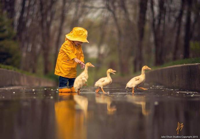 好暖心的画面四只小黄鸭请超级可爱