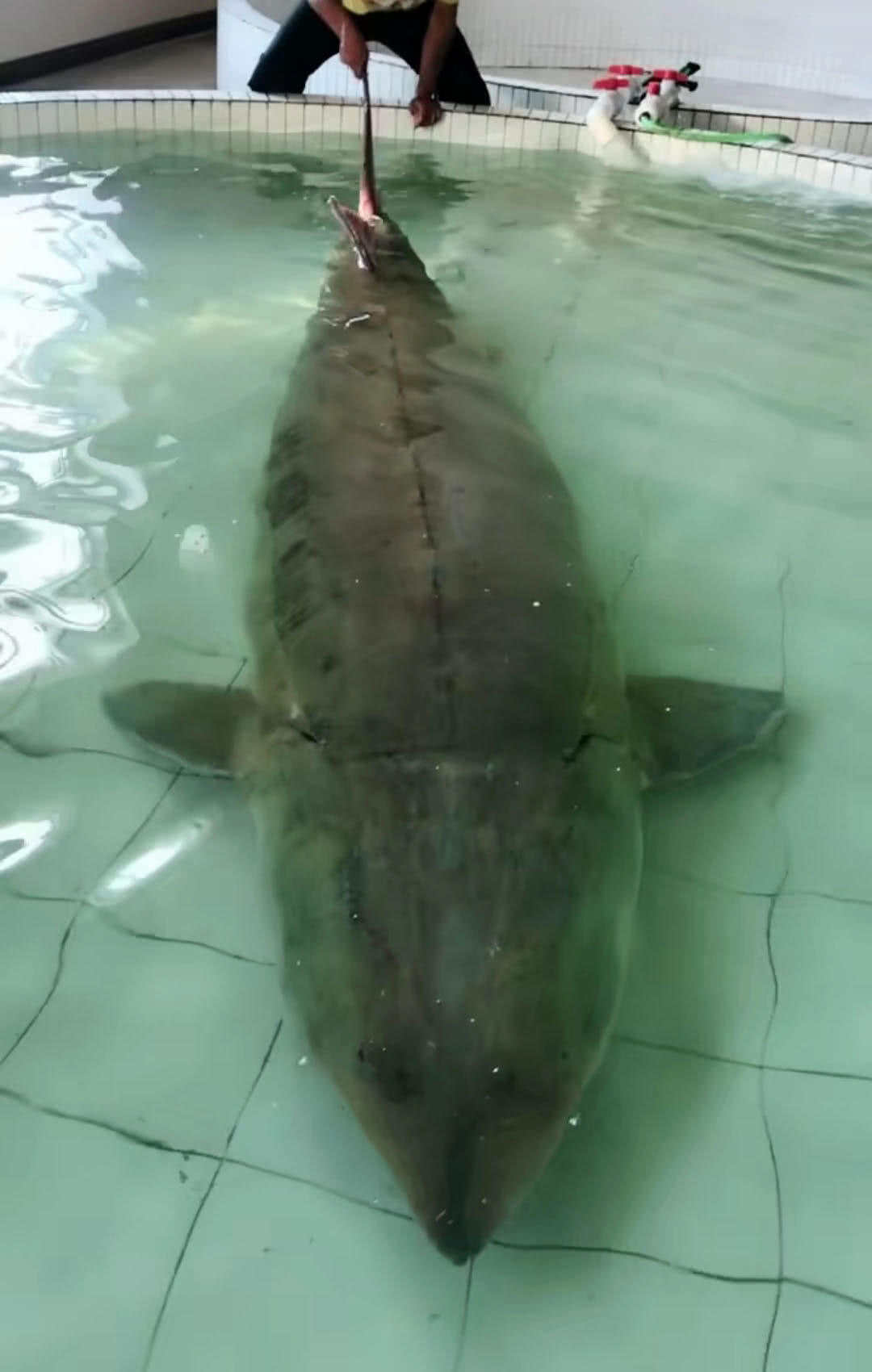 能长到上千斤的"淡水鱼王"黑龙江大鳇鱼背后的故事|鳇鱼|达氏鳇|鱼子