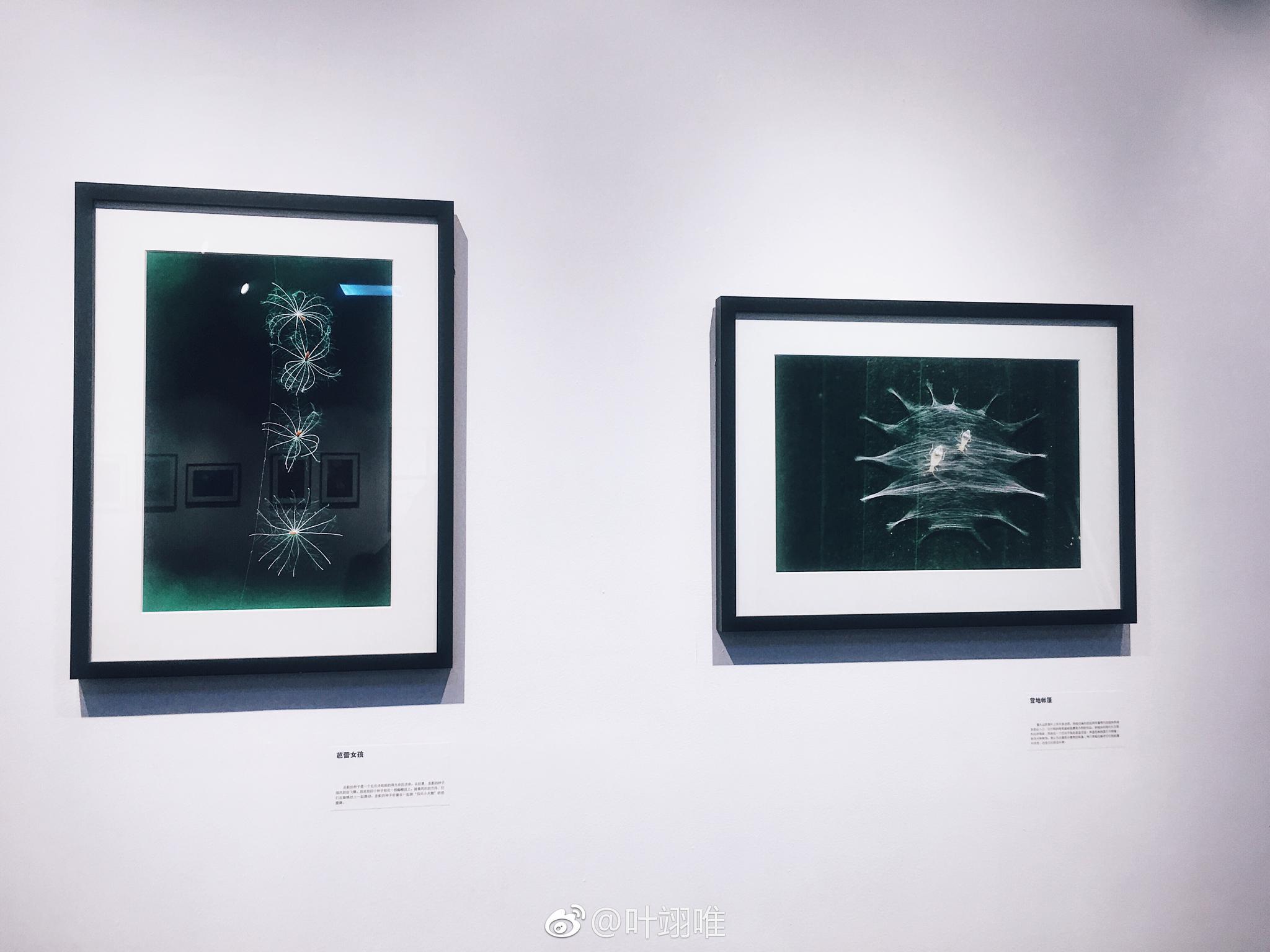 自然回响—袁明辉微缩摄影展.小型影展,超棒哒!