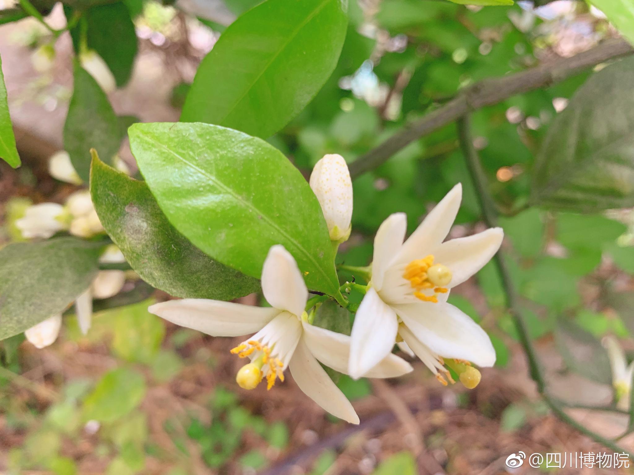 樱桃都成熟了橙子还会远么小川川在橙花香中给川粉儿们道