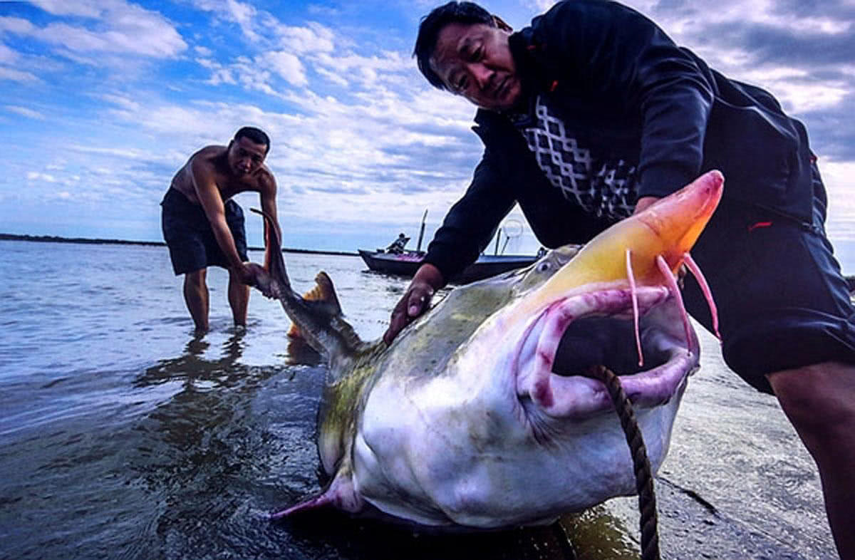 能长到上千斤的"淡水鱼王"黑龙江大鳇鱼背后的故事