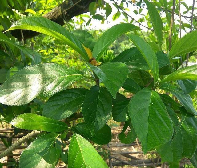 这种植物叫对叶榕,汁液似牛奶,果实和无花果很相似,可别混淆了|叶榕|无花果|果实