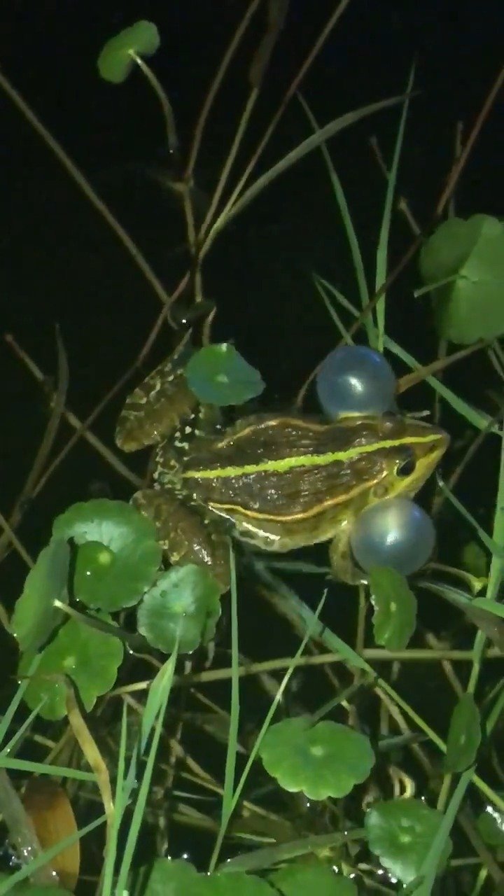 城里难得一见的蛙鸣,这才是大自然美妙的声音