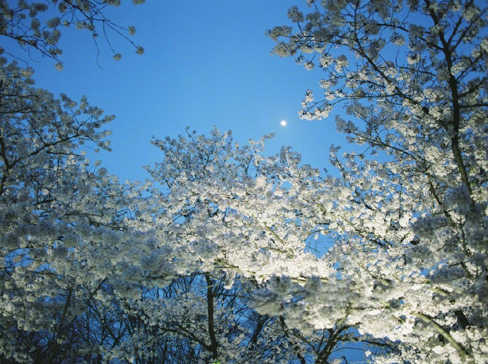 如此好花如此月，莫将花月作寻常。晚安|花月|晚安_新浪新闻