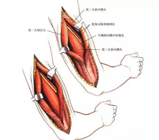 无器械健身训练,7个徒手肱三头肌训练动作,帮你练出强壮手臂!