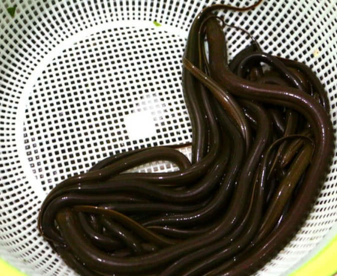 小时候经常在河里能抓到的野味,现在就算在农村也难吃到野生的|野味|