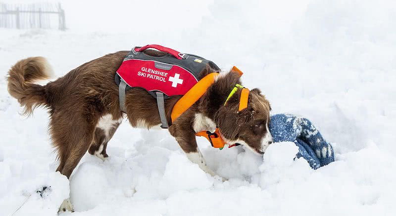 "雪崩搜救犬"正式上岗,全世界只有这个国家有!