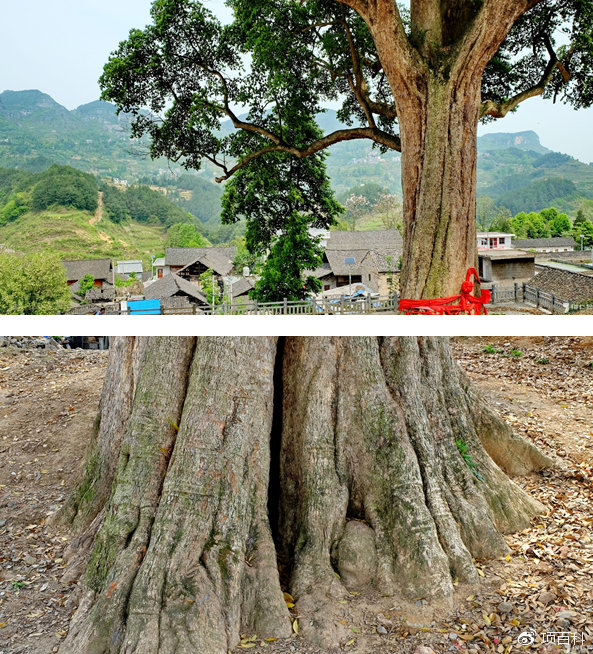 排第三位的是位于重庆酉阳的金丝楠木,600岁金丝楠木.