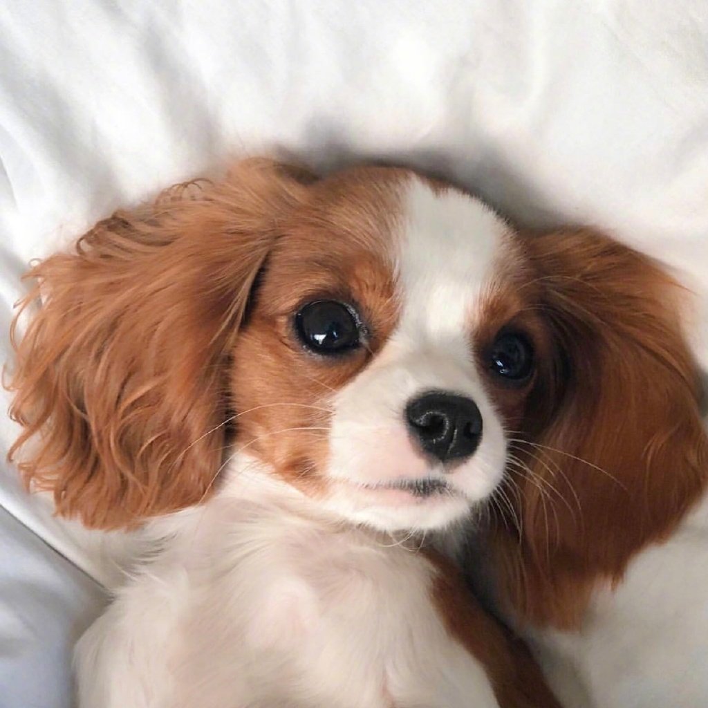 自带双马尾的查理王小猎犬nessa|王小|猎犬|双马尾_新浪新闻