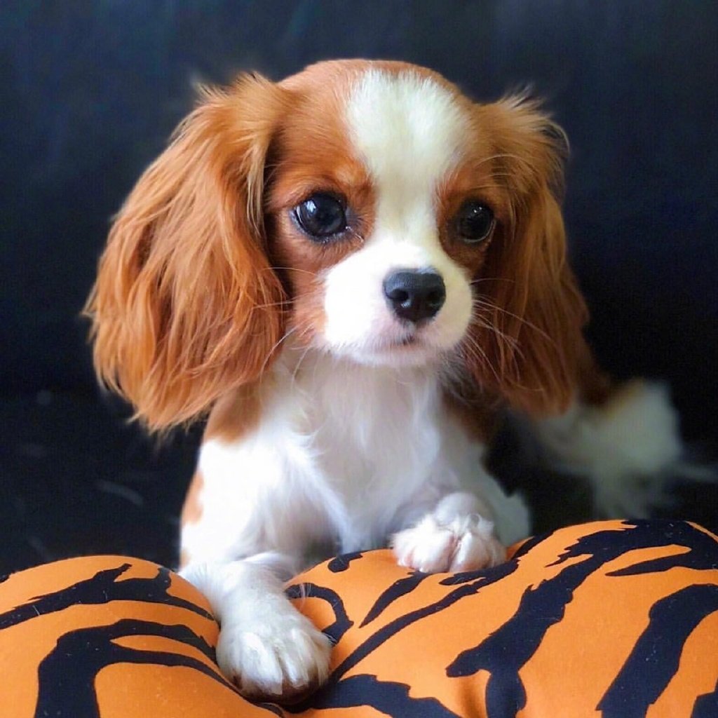 自带双马尾的查理王小猎犬nessa|王小|猎犬|双马尾_新浪新闻