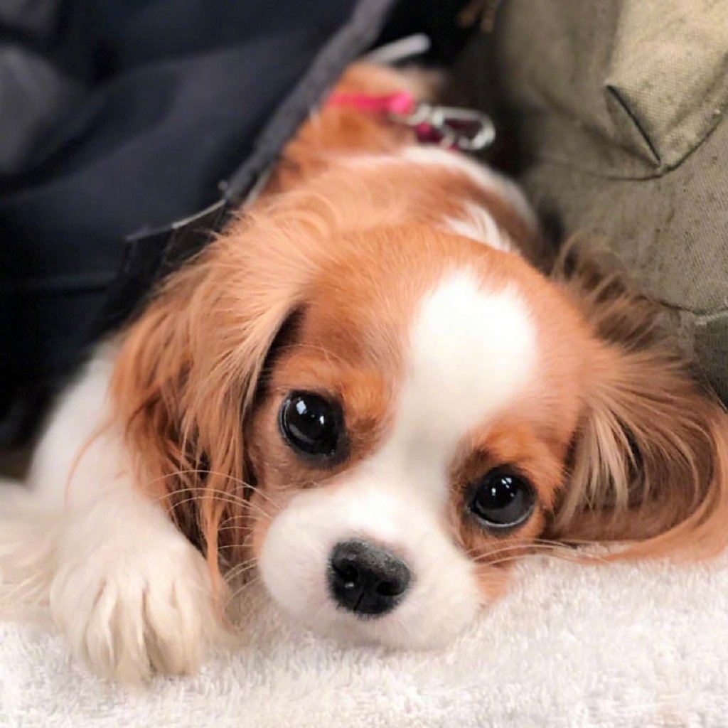 自带双马尾的查理王小猎犬nessa|王小|猎犬|双马尾_新浪新闻