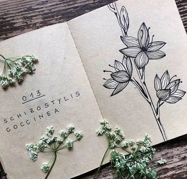 手绘一组针管笔手绘花卉插画