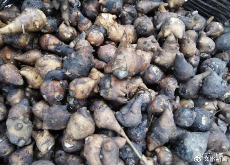 红河州文化和旅游局关于预防食用草乌附子等毒性中药材中毒防控预警