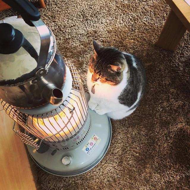 暖炉猫获100w赞爆红又胖又懒治愈无数灵魂烤火猫大娘