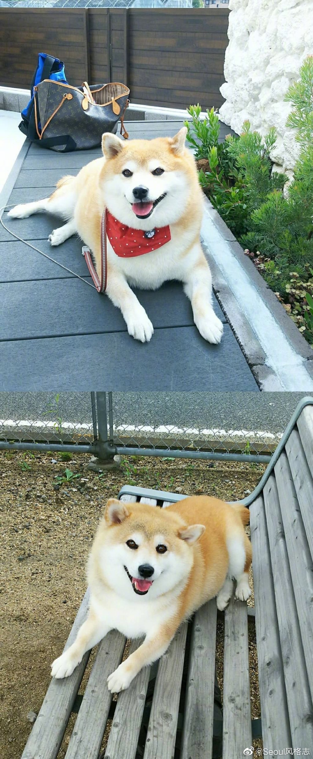 能趴着绝不站着能躺着绝不坐着的可爱柴犬