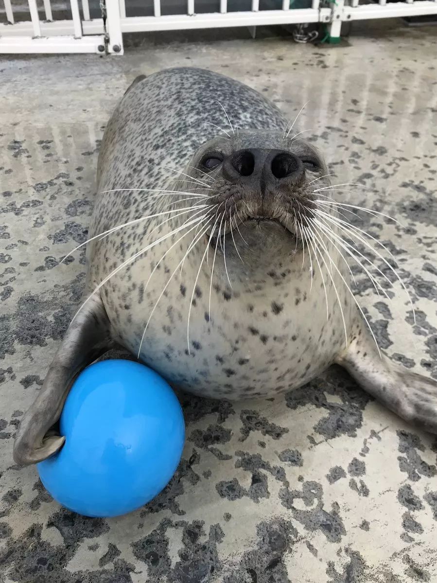 喜欢玩球的斑海豹胖嘟嘟也太可爱了吧