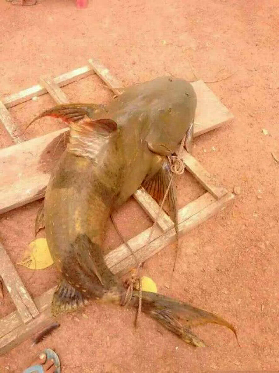 寻找澜沧江里的"面瓜鱼"忘不掉它丑陋又霸气的模样