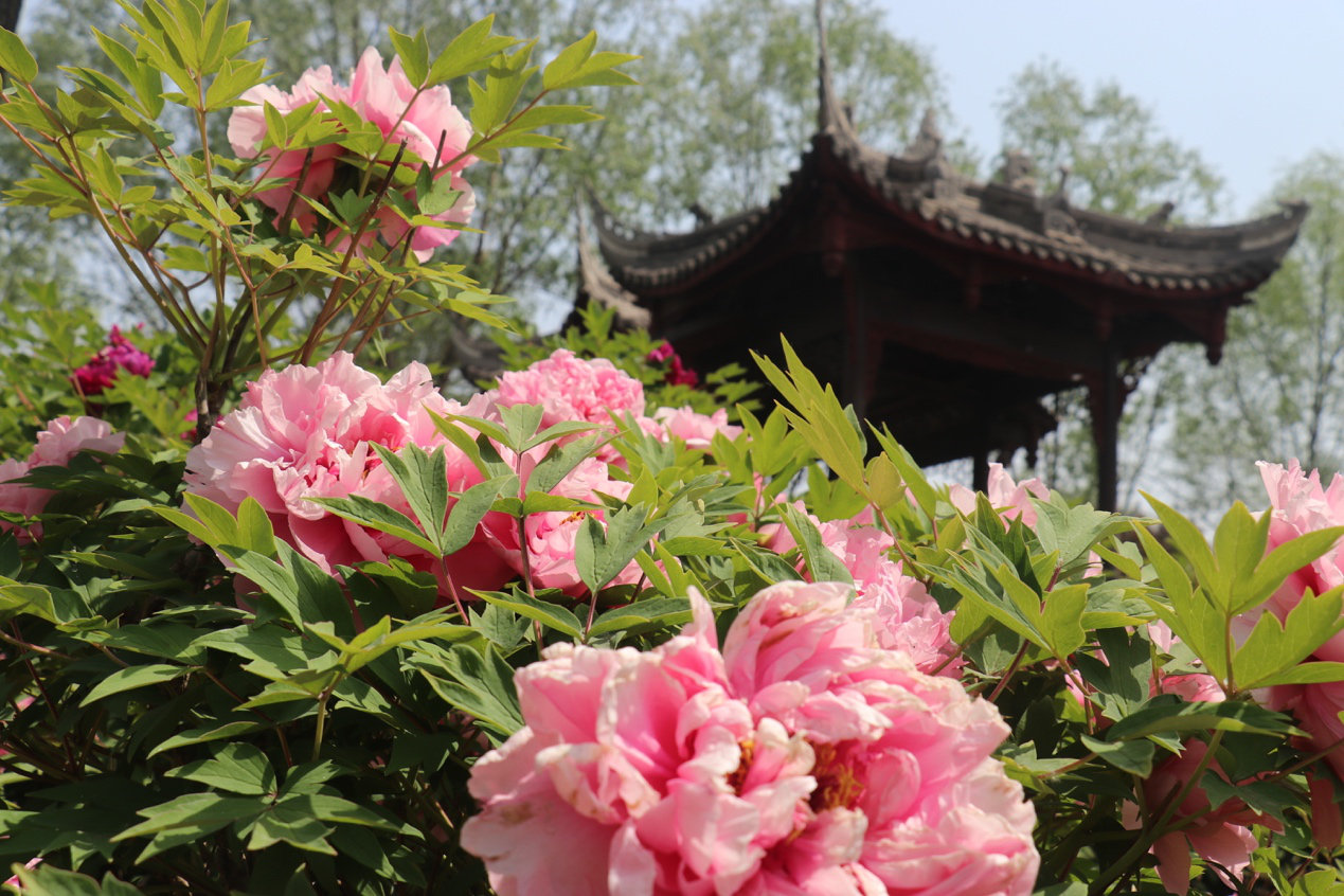 庄里人赏牡丹何必千里赴洛阳|石家庄植物园|牡丹|牡丹园_新浪网